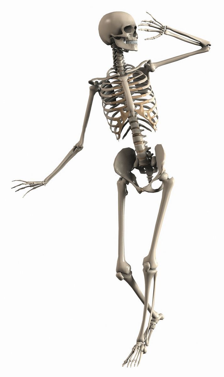 skelet2.jpg